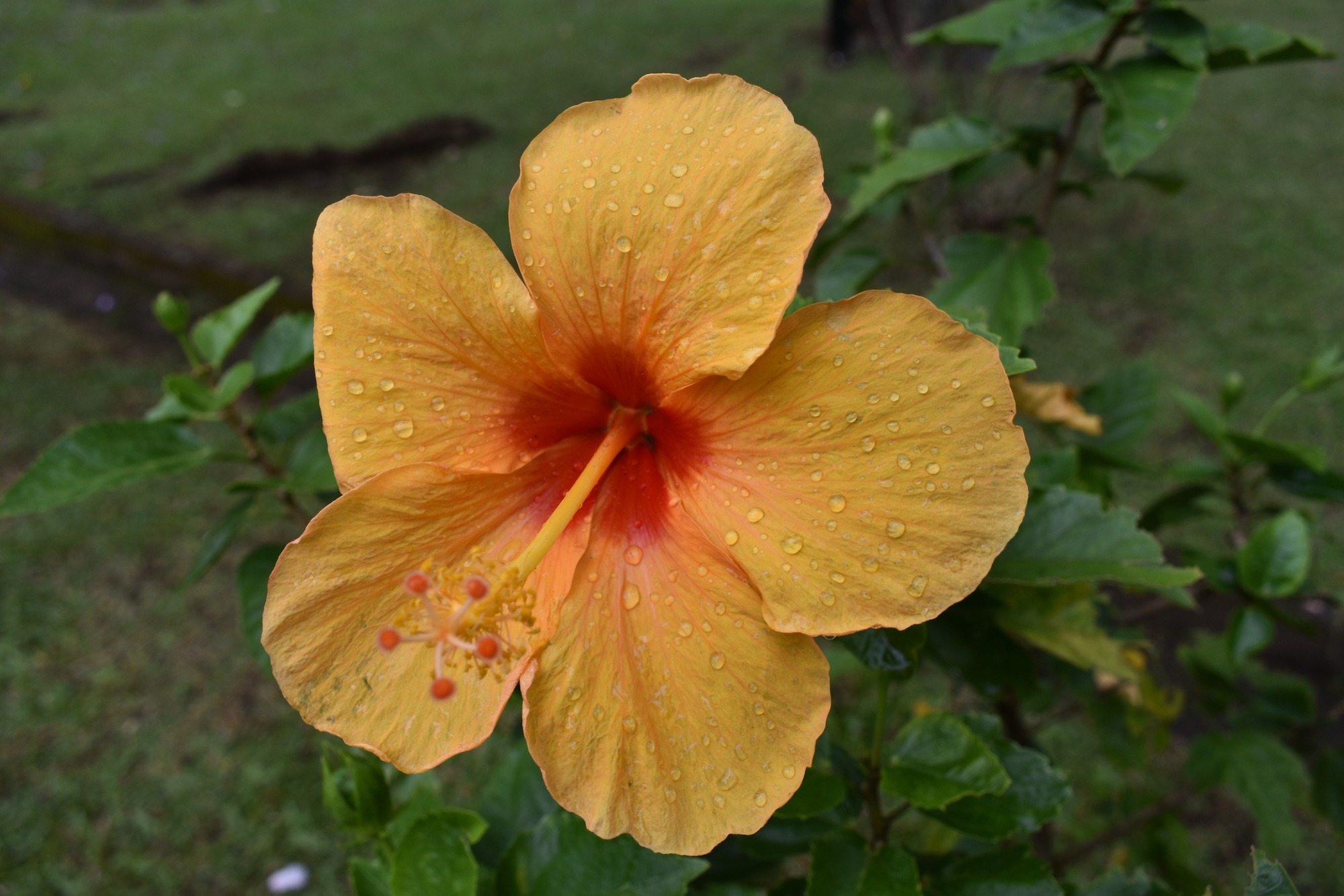 yellow hibiscus